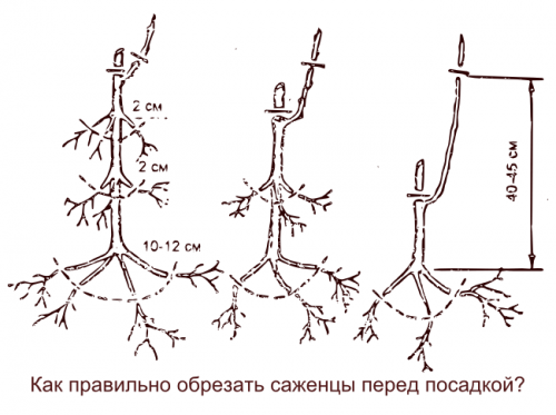 Обрезка саженцев перед посадкой