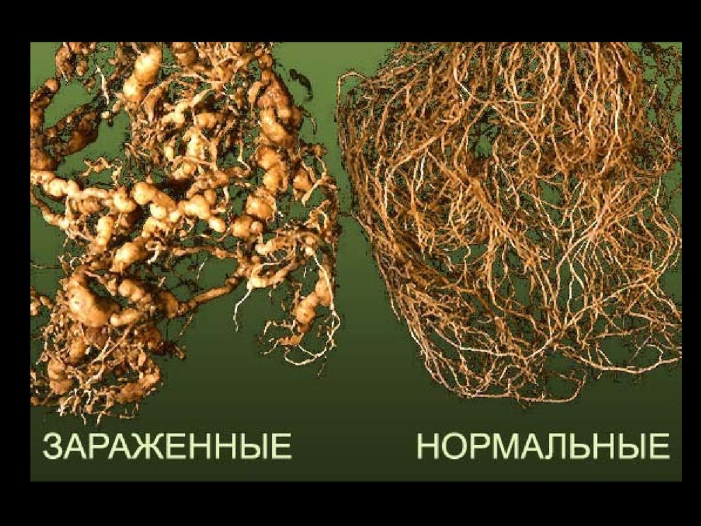 чем подкормить цветущие флоксы