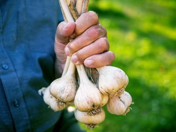Благодаря завязыванию, вырастают крепкие луковицы