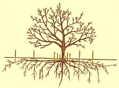 Корни грецкого ореха