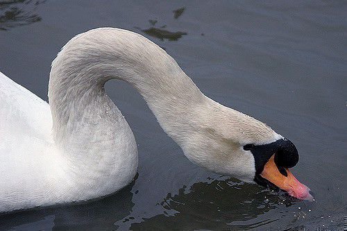 Лебедь ест