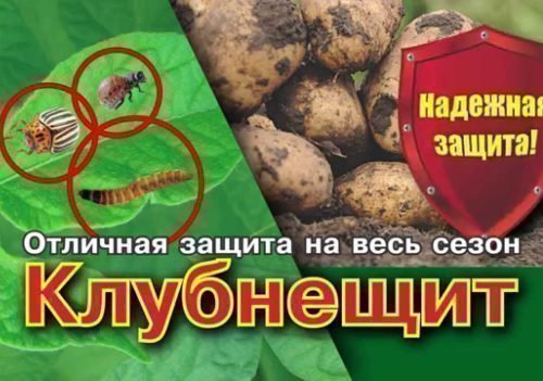 Клубнещит от проволочника