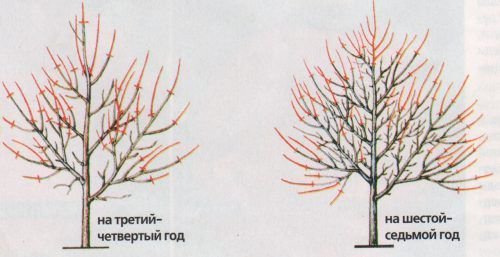 Обрезка абрикоса
