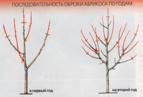 Обрезка абрикоса по годам