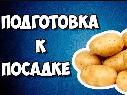 подготовка картофеля к посадке