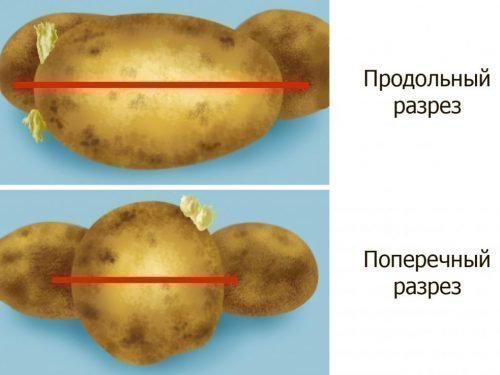 подготовка картофеля к посадке