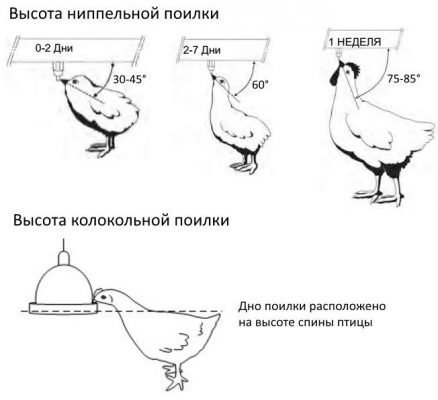 поилки для кур