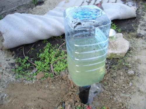Полив огурцов из пятилитровой бутылки 
