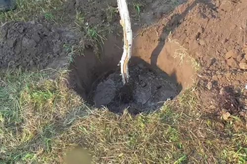 Весенняя посадка груши