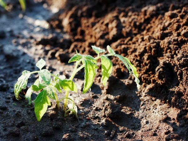 Лунные календарь поможет определиться со сроками посадки