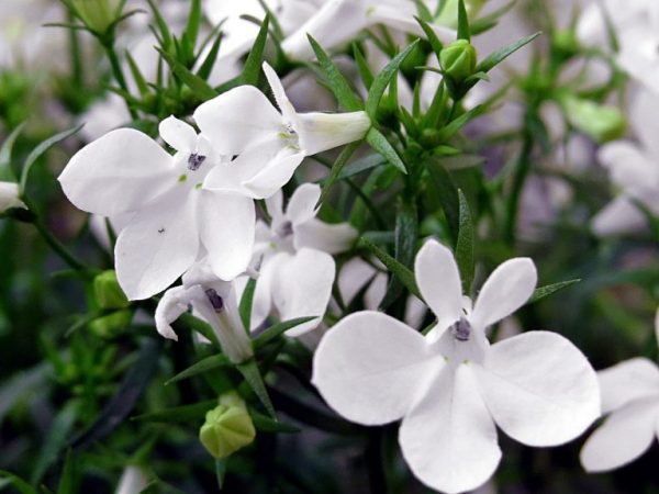 Очень красивые цветочки