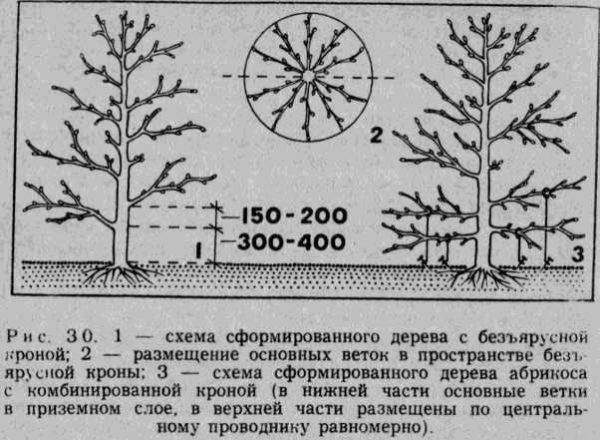 Схема безъярусной формировки кроны