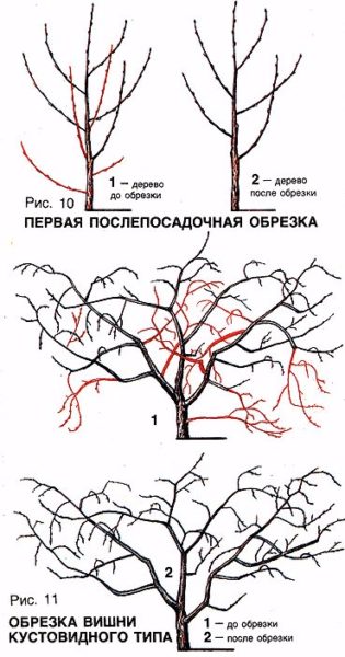 Кустовидная формировка вишни