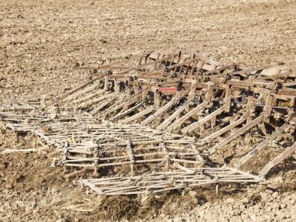 Борона пропалывает междурядья