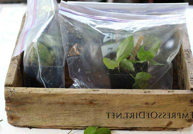 Размножение клематисов черенками Размножение клематисов черенками