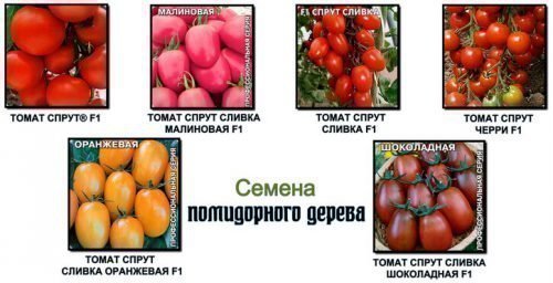 Разновидности томата Спрут F1