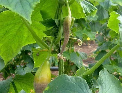 Серая гниль