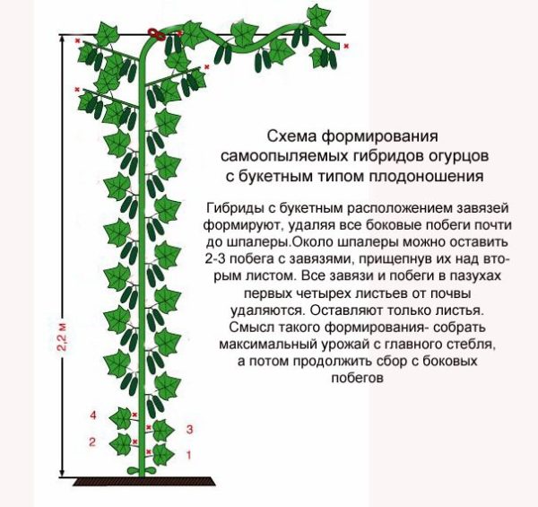 Схема формирования индетерминантных огурцов