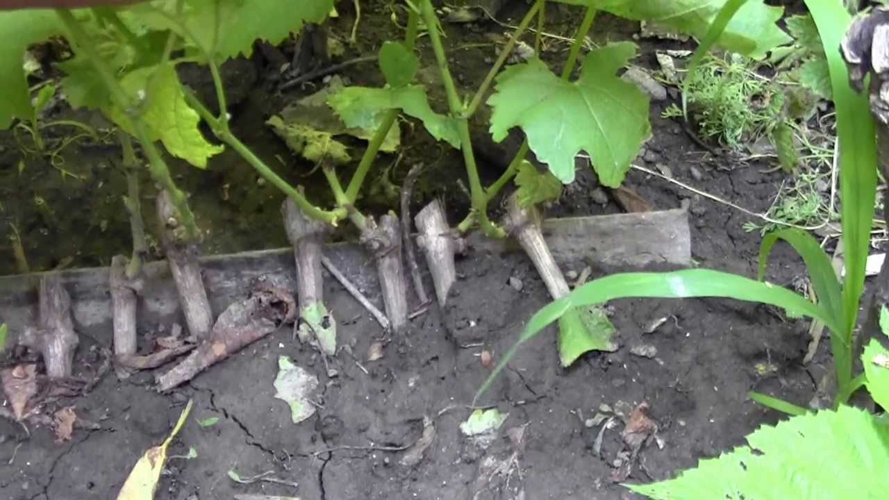 сернокислый калий удобрение применение