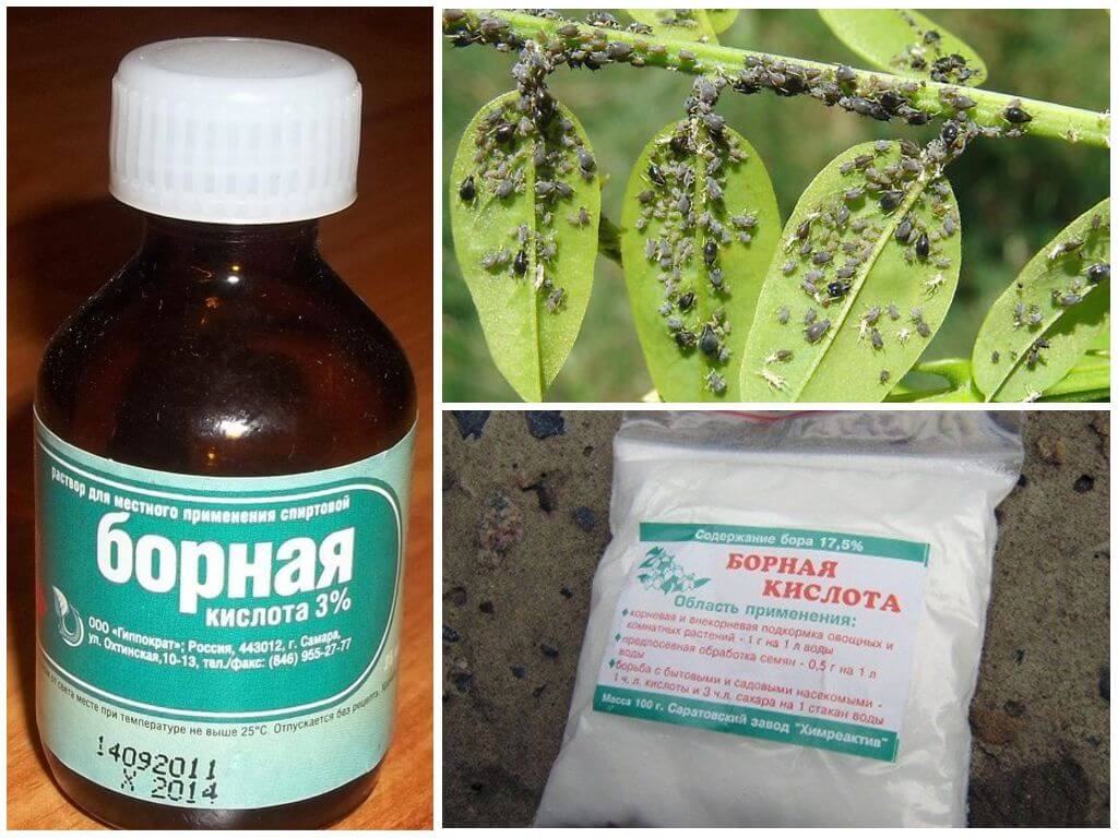 опрыскивание помидор борной кислотой для завязи