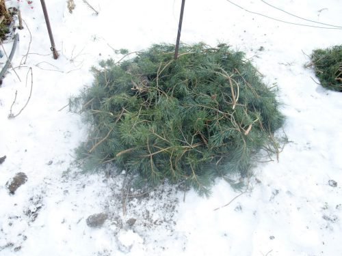 Укрытие виноградного кустика