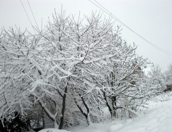 Вишнёвый сад под снегом