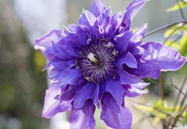 Мульти Блю (Multi blue)