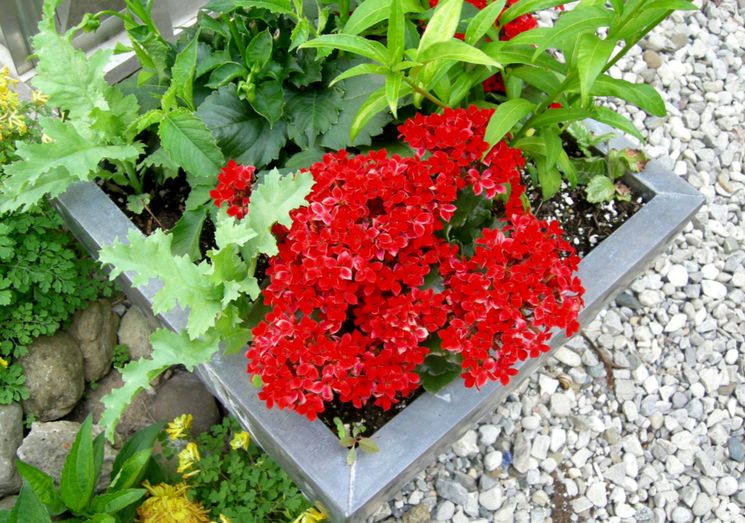Красный Каланхоэ