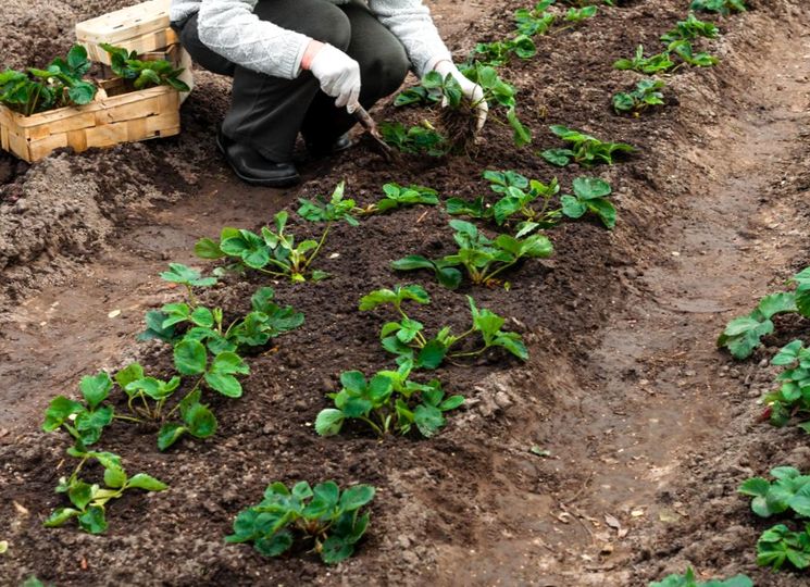 Подкормка клубники при осенней посадке