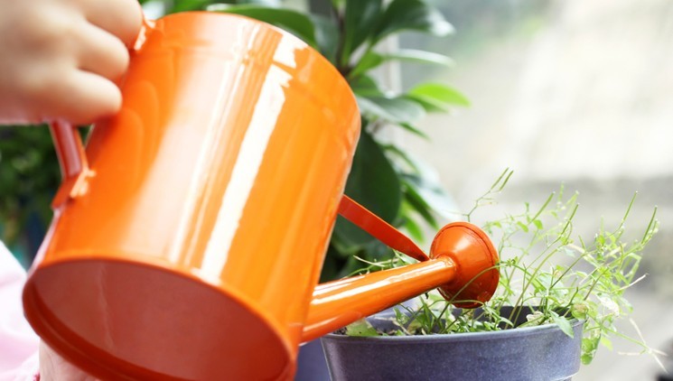 Полив рассады дома