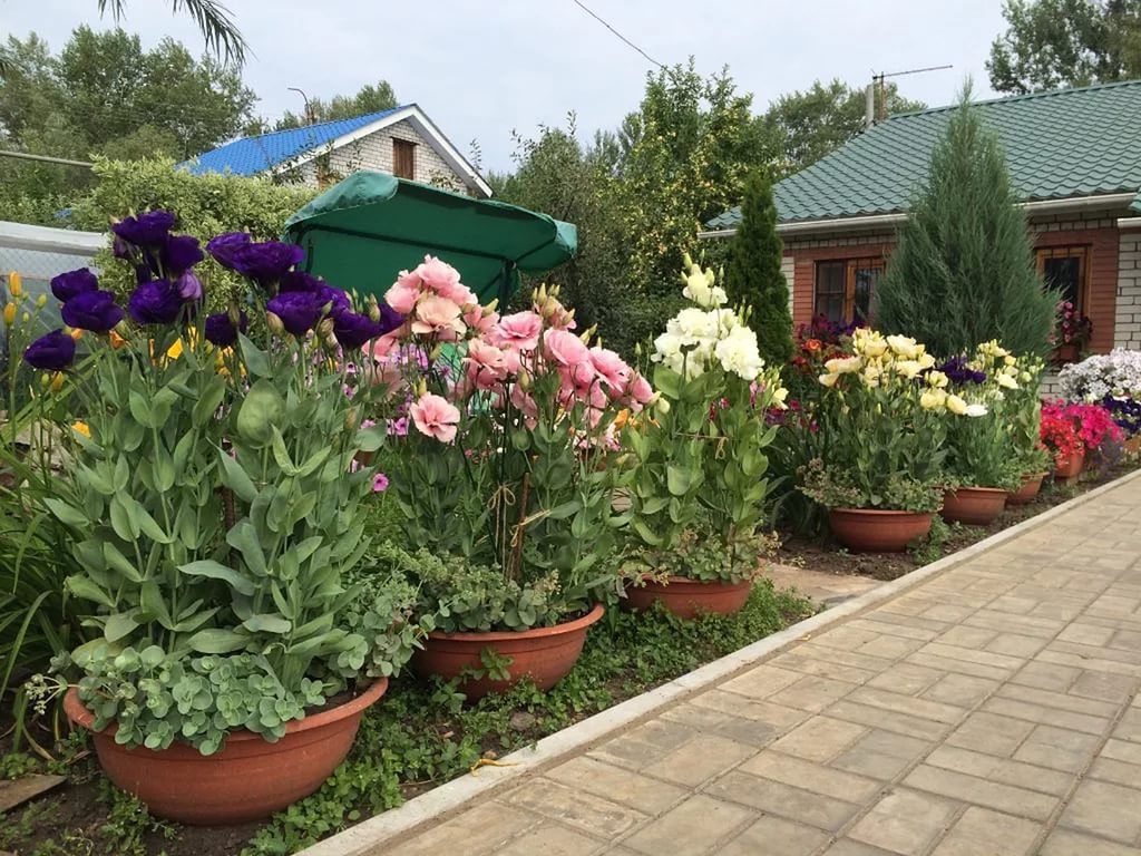 семена эустомы 