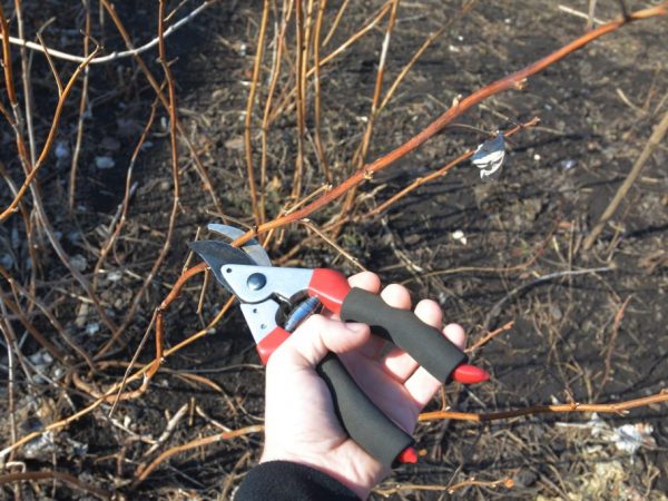 Полная обрезка позволит получить хороший урожай