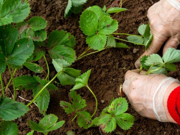Выбирайте для посадки здоровые кустики