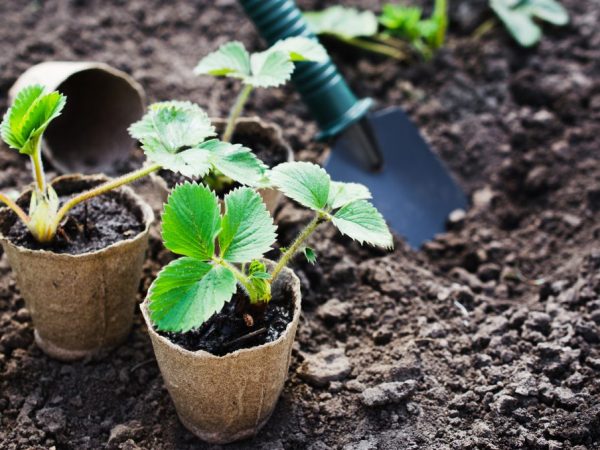 Заниматься посадочными работами нужно осенью