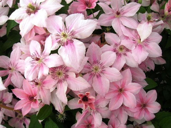Clematis pink fantasy