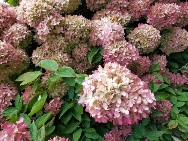 Гортензия метельчатая hydrangea paniculata limelight