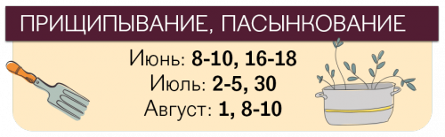 Даты ухода томатов