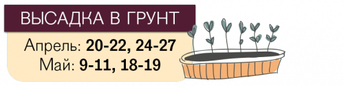 Даты высадки томатов