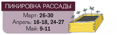 Даты пикировки томатов