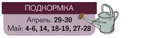 Даты подкормки томатов