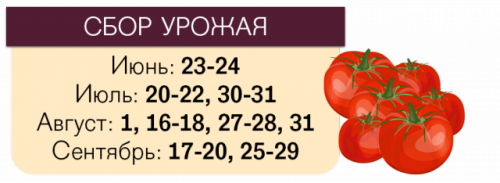Даты сбора томатов