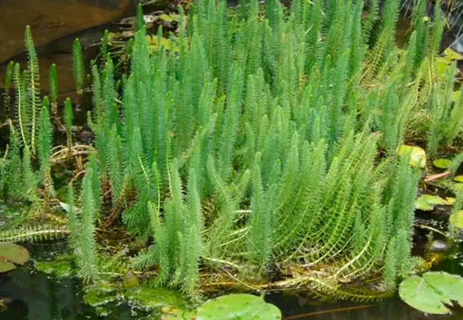 Hippuris vulgaris (хвостник обыкновенный)
