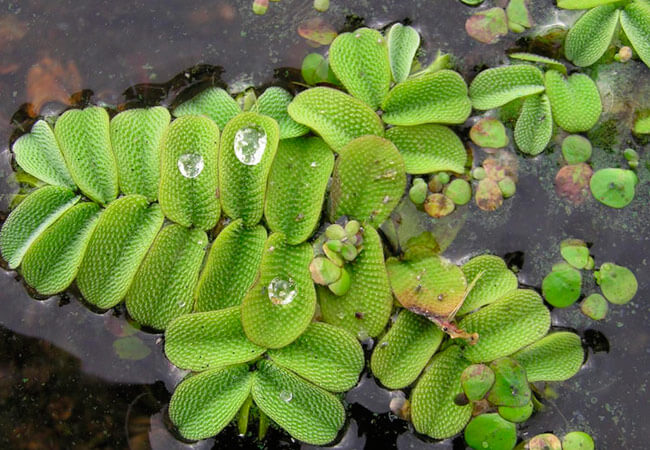 Сальвиния плавающая (Salvinia natans)