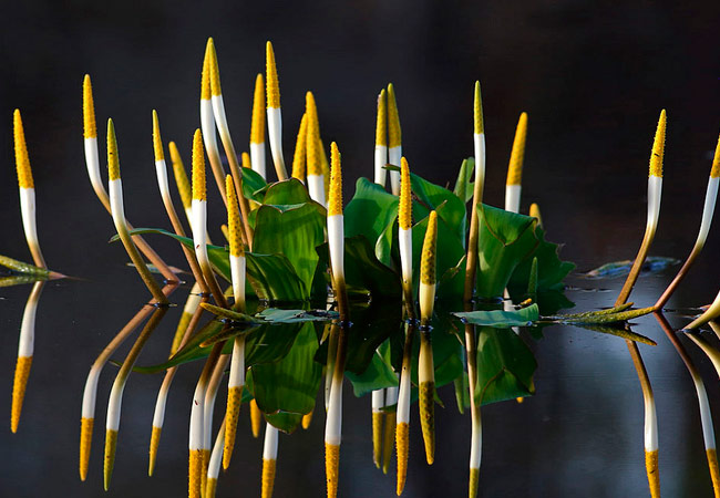Orontium aquaticum (оронтиум водный)