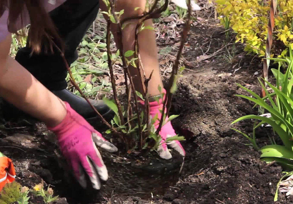 когда зацветает гортензия