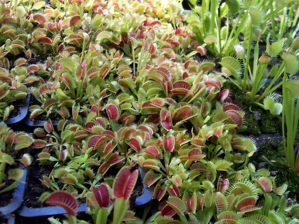 dionaea muscipula 