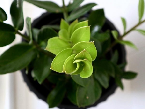 Замиокулькас зензи уход Замиокулькас зензи уход