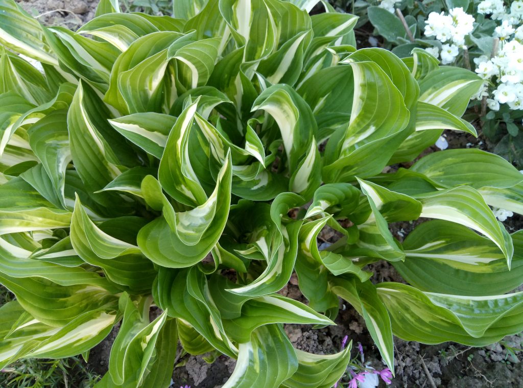 Хоста undulata mediovariegata 