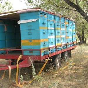 Выбор лучшего места для организации пасеки с нуля