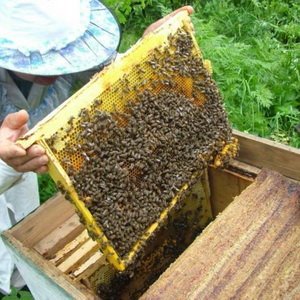 Выбор лучшего места для организации пасеки с нуля фото